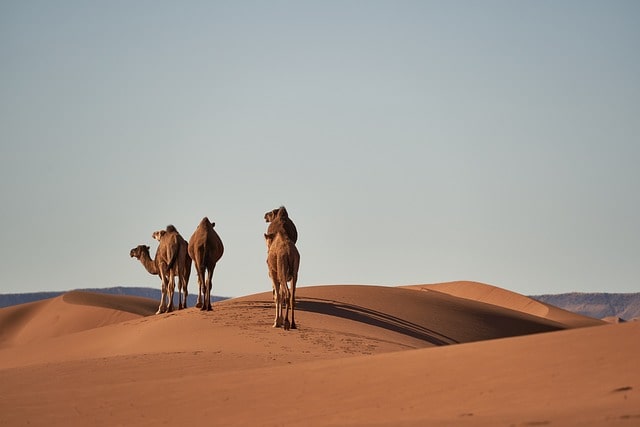 Camels in Sahara Desert, 4-day trip from Marrakech to fes