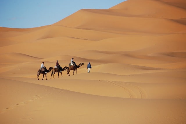 Camels ride on golden dunes during 5-day tour from Fes to Marrakech