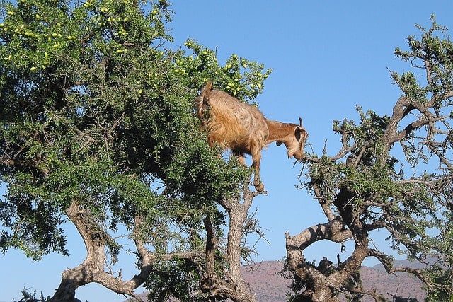 Goats climbing an argan tree in Morocco, showcasing their unique ability to scale trees in search of food.